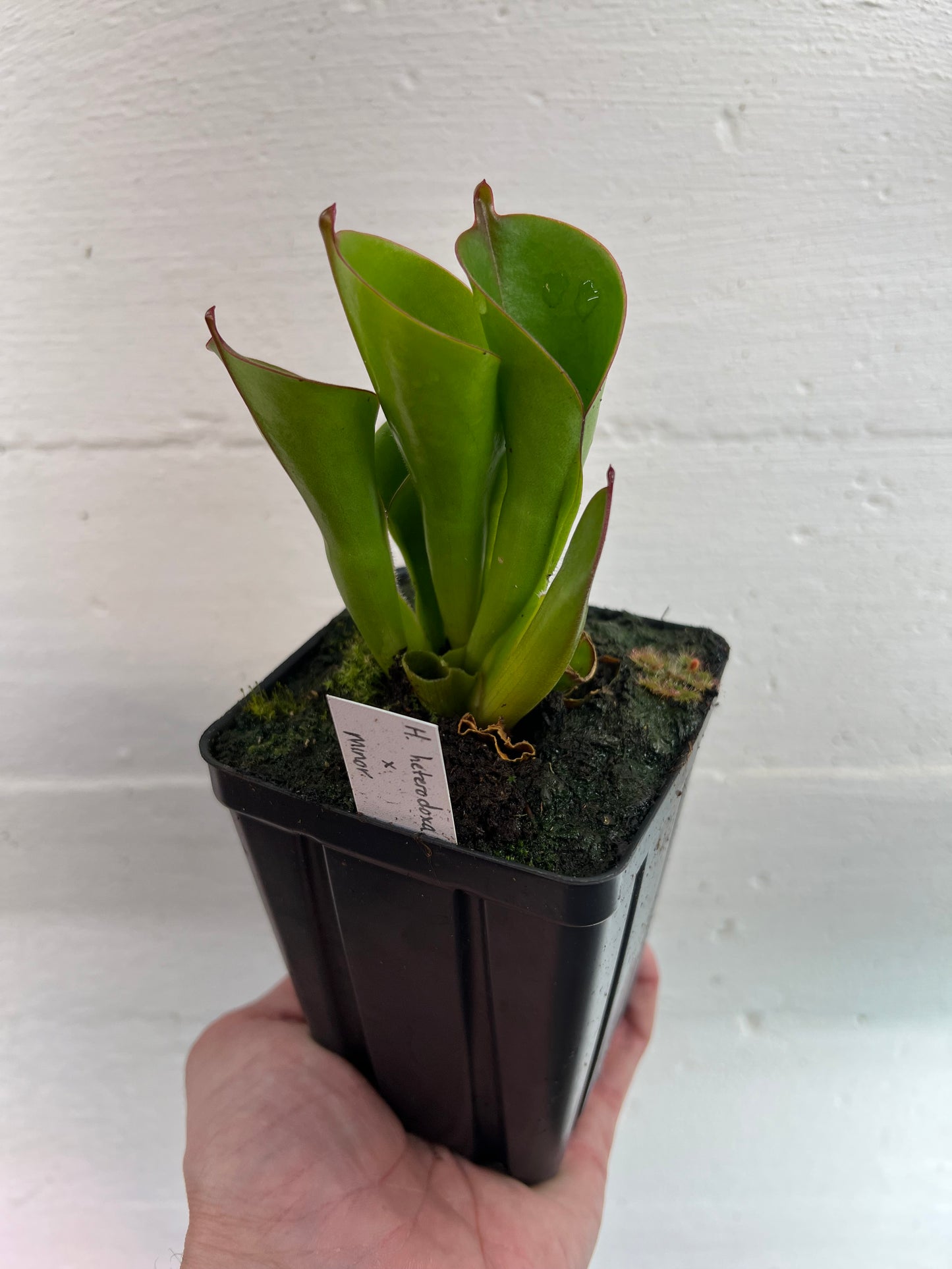 Heliamphora heterodoxa x minor