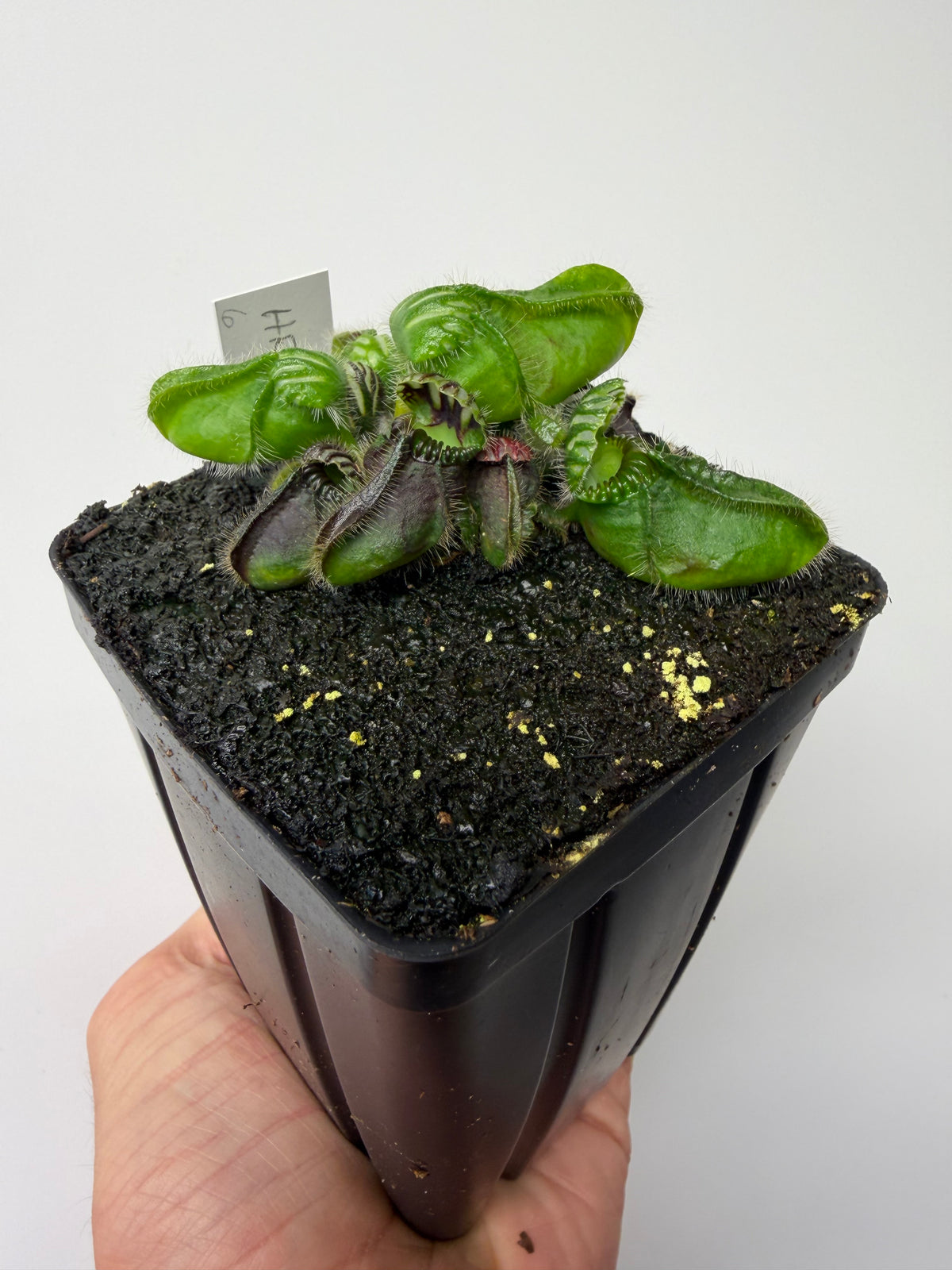 Cephalotus follicularis “Hampshire Red” #6