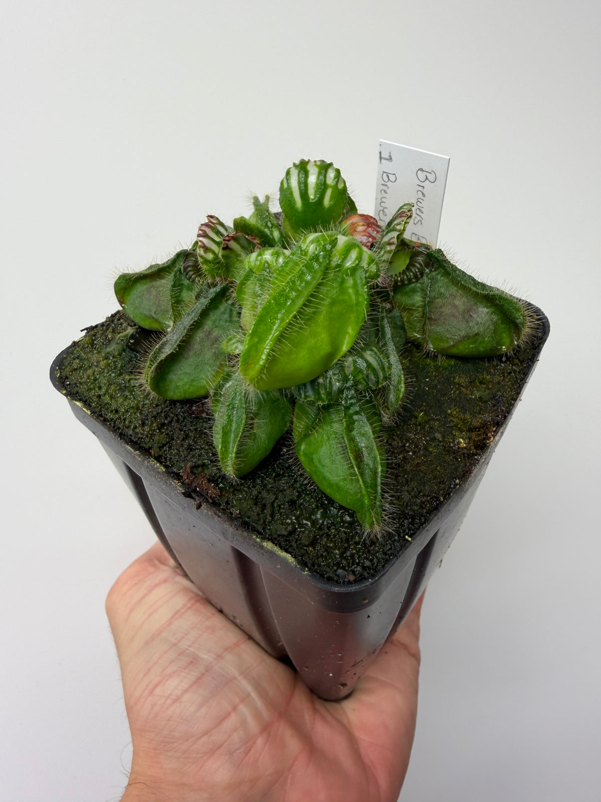 Cephalotus follicularis “Brewers Beauty” x “Brewers” #1