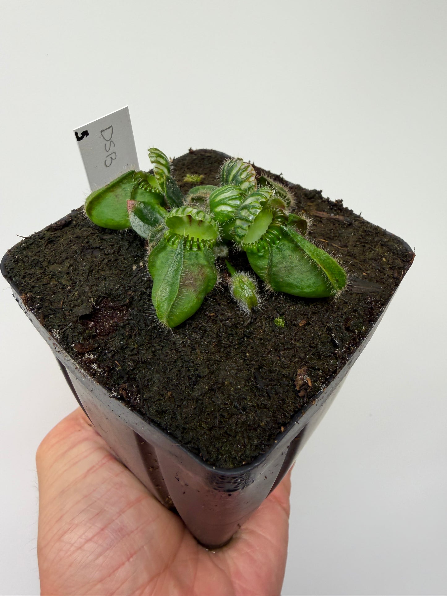 Cephalotus follicularis “David Švarc Black” - *Rare* (5)