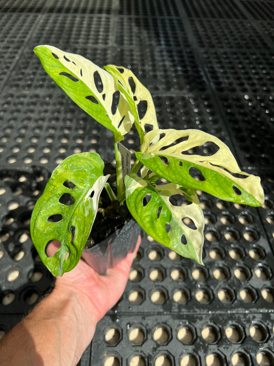 Monstera adansonii “Tricolor” LC