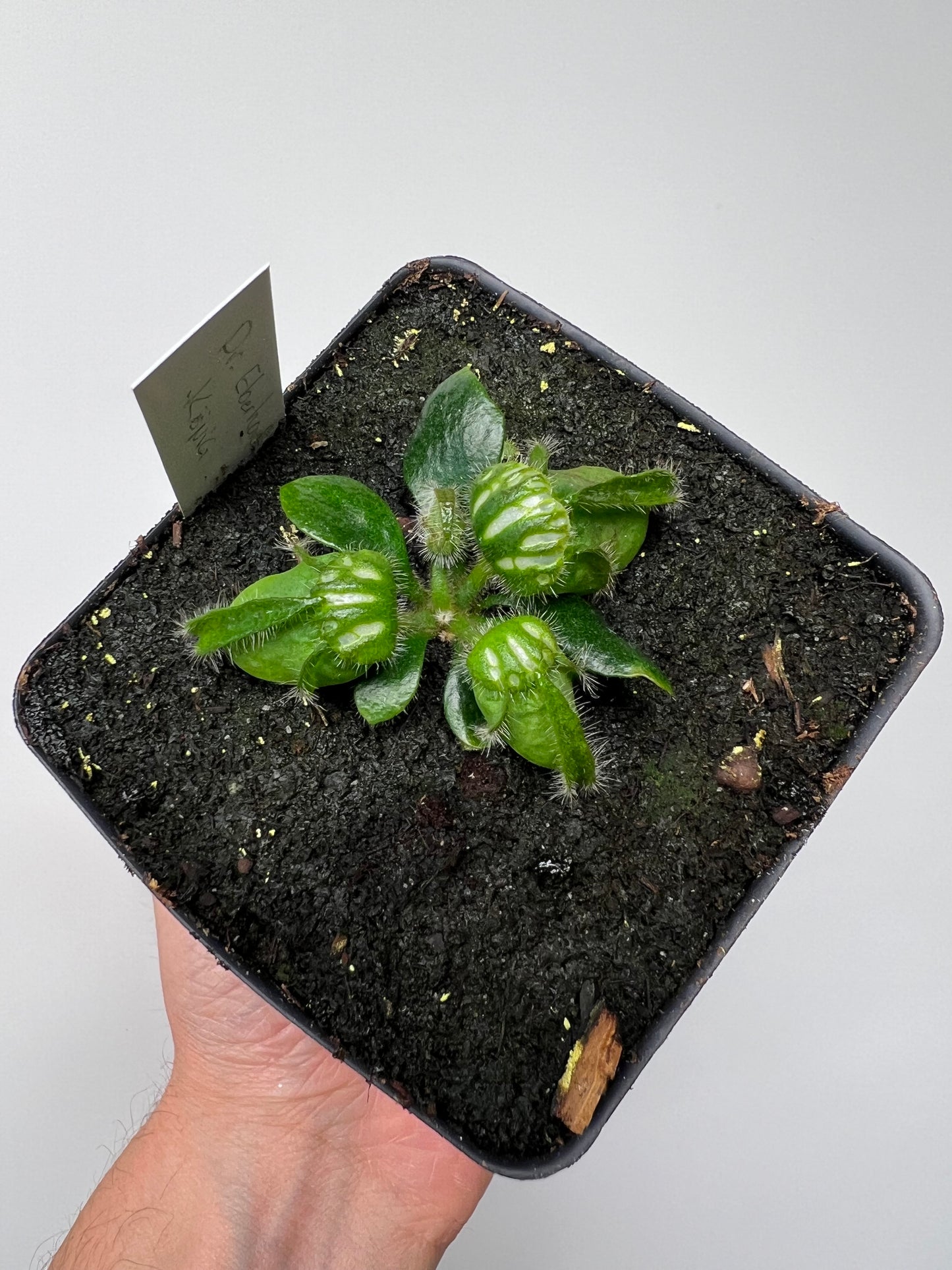 Cephalotus follicularis “Dr. Eberhard König”