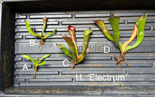 Heliamphora ‘Electrum’ - Fresh Divisions