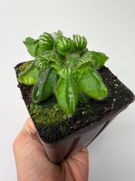 Cephalotus follicularis “Emu Pointe” #3