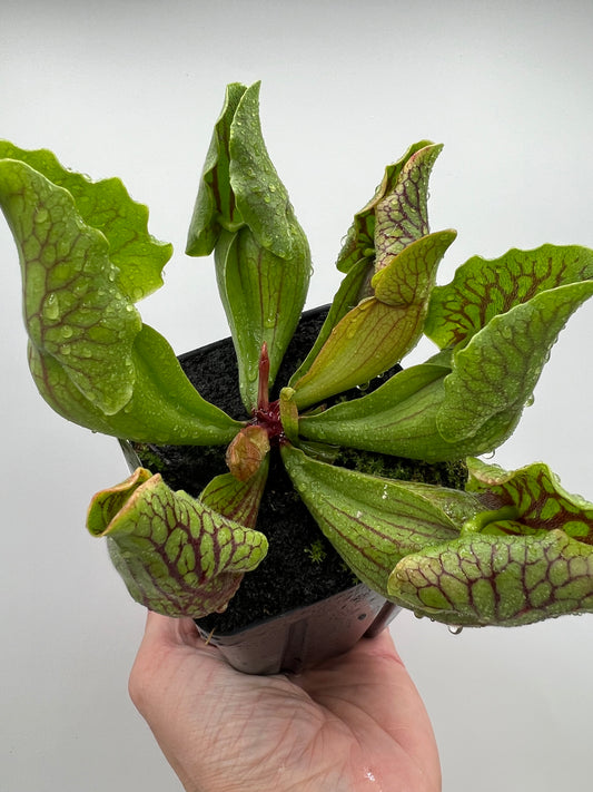 Sarracenia purpurea var. montana (Transylvania Co, NC) - Seed Grown #6