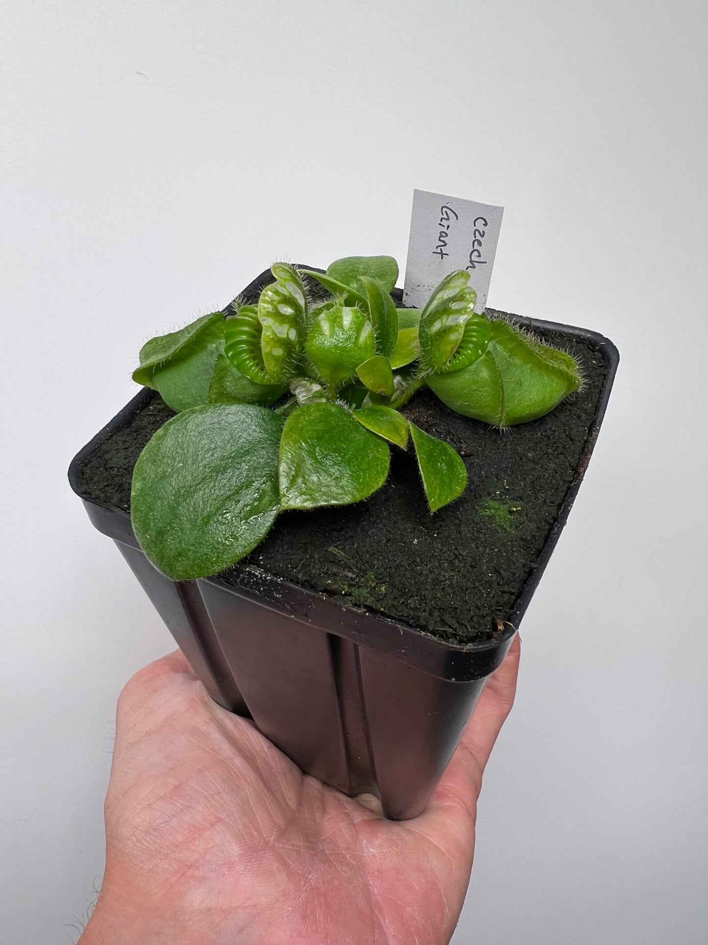 Cephalotus follicularis “Czech Giant”