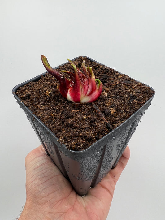 Sarracenia leucophylla “Hurricane Creek White” (Clone F), Potted Division