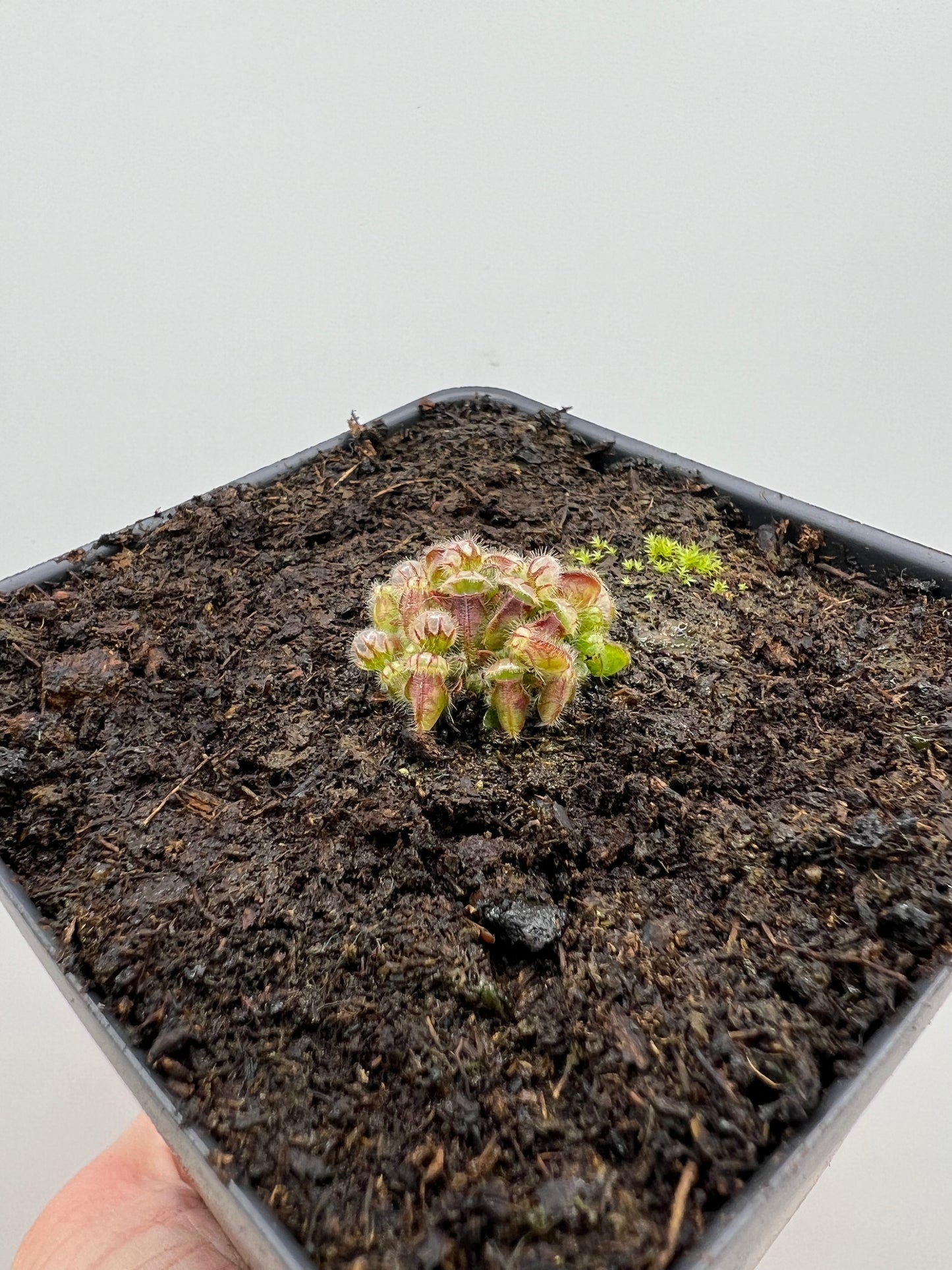 Cephalotus follicularis - Typical, Potted