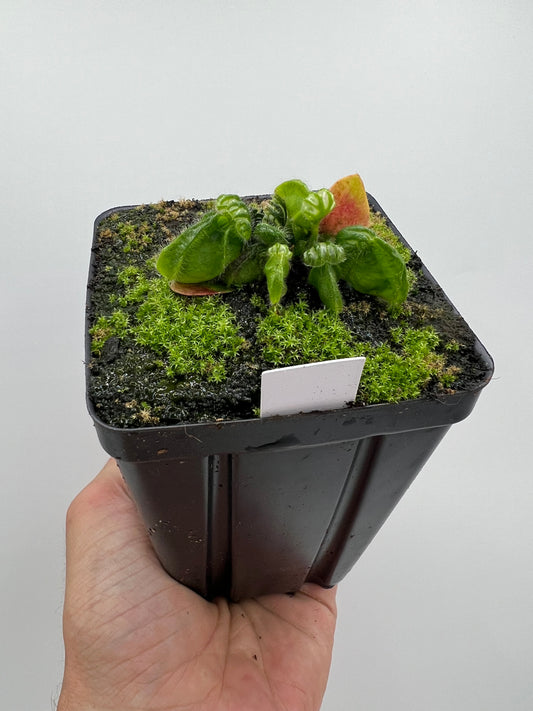 Cephalotus follicularis “Phil Mann” x “Hummers Giant”