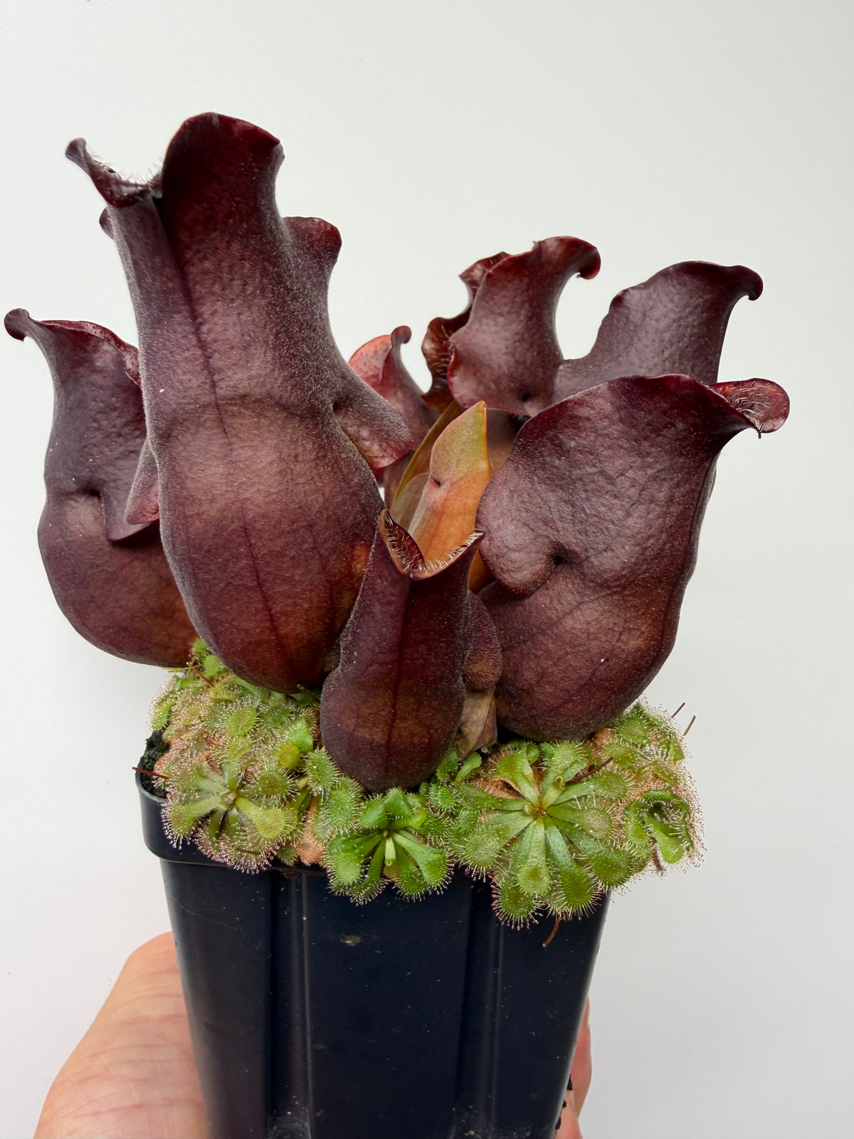 Sarracenia purpurea ssp. venosa (Brunswick Co, NC x Carteret Co, NC)  - Seed Grown #8