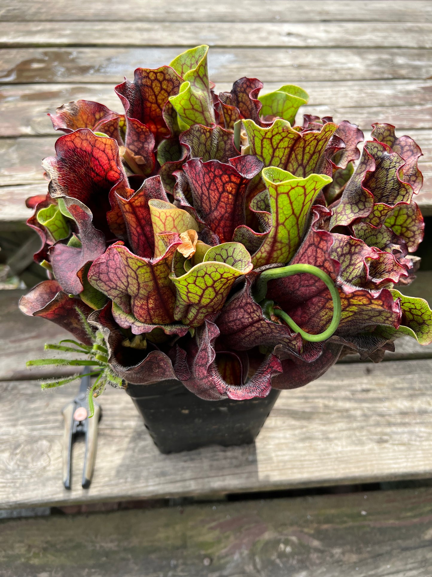 Sarracenia purpurea ssp. venosa (Chesterfield Co, SC) - Fresh Divisions