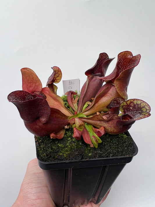 Sarracenia purpurea ssp. venosa (Brunswick Co, NC x Carteret Co, NC)  - Seed Grown #10