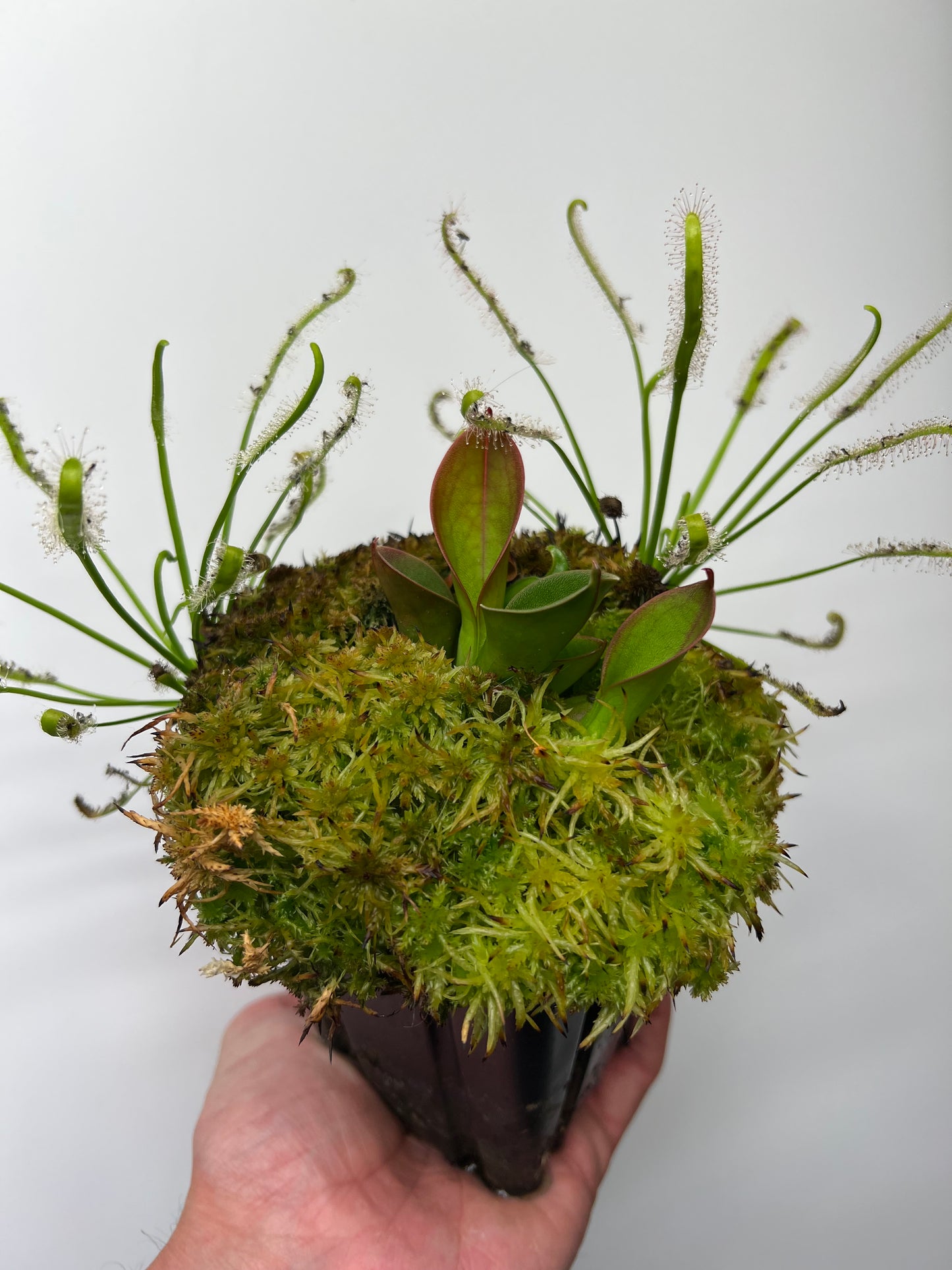 Heliamphora hispida (Cerro Neblina)