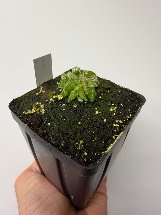 Cephalotus follicularis “Harald Weiner Giant” (aka True Giant) #2 - *Rare*