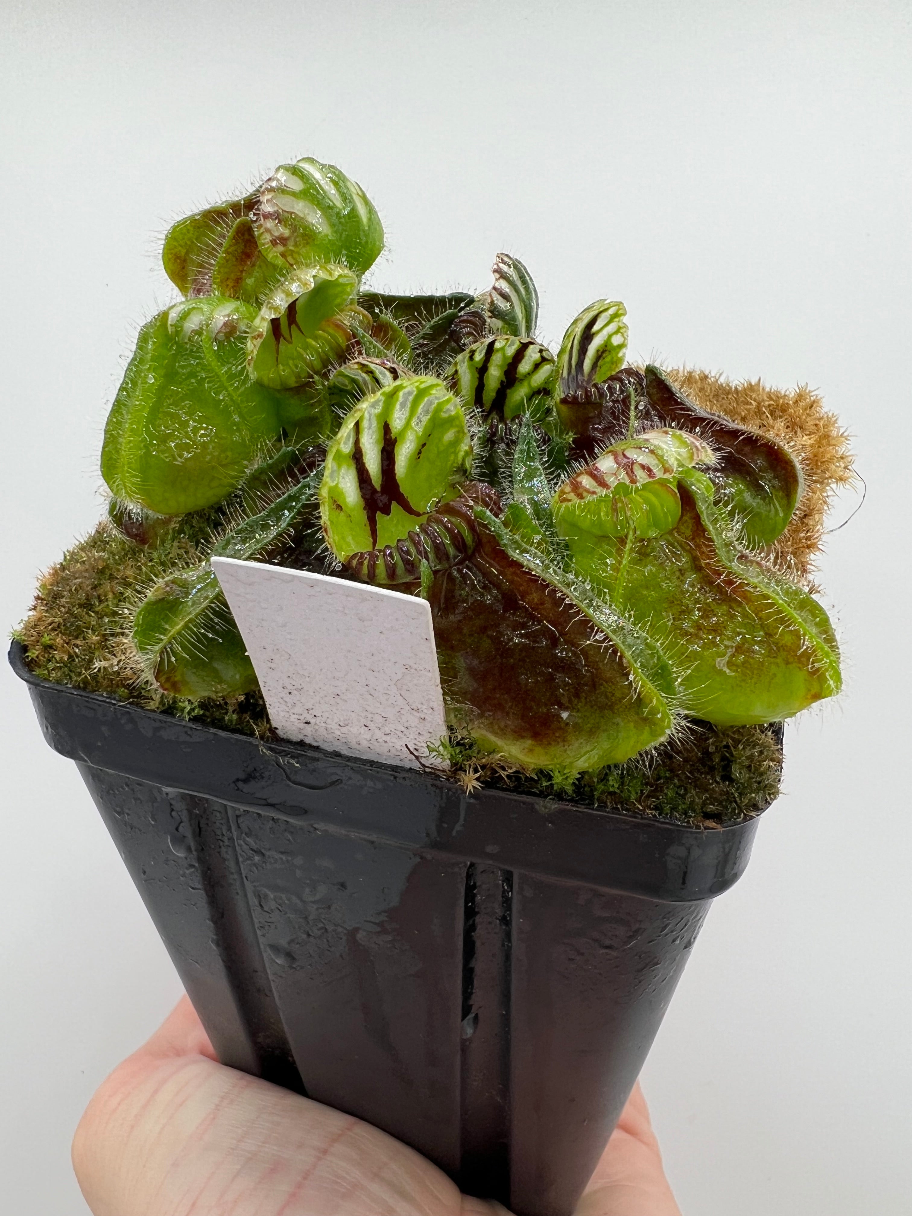 Cephalotus follicularis HMZ×SOHG 中株 Cephalotus follicularis HMZ×SOHG CF001 Cephalotus follicularis medium
