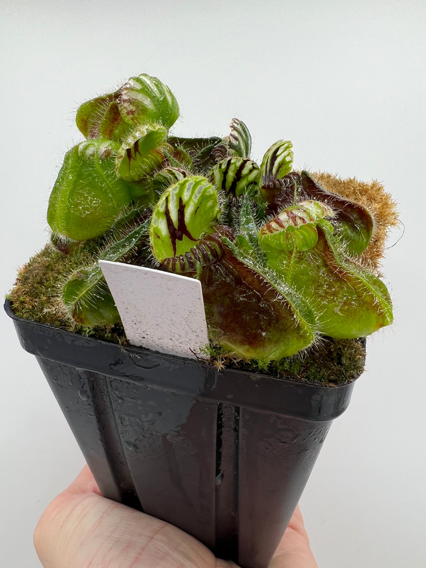 Cephalotus follicularis “Martin Stöckl”