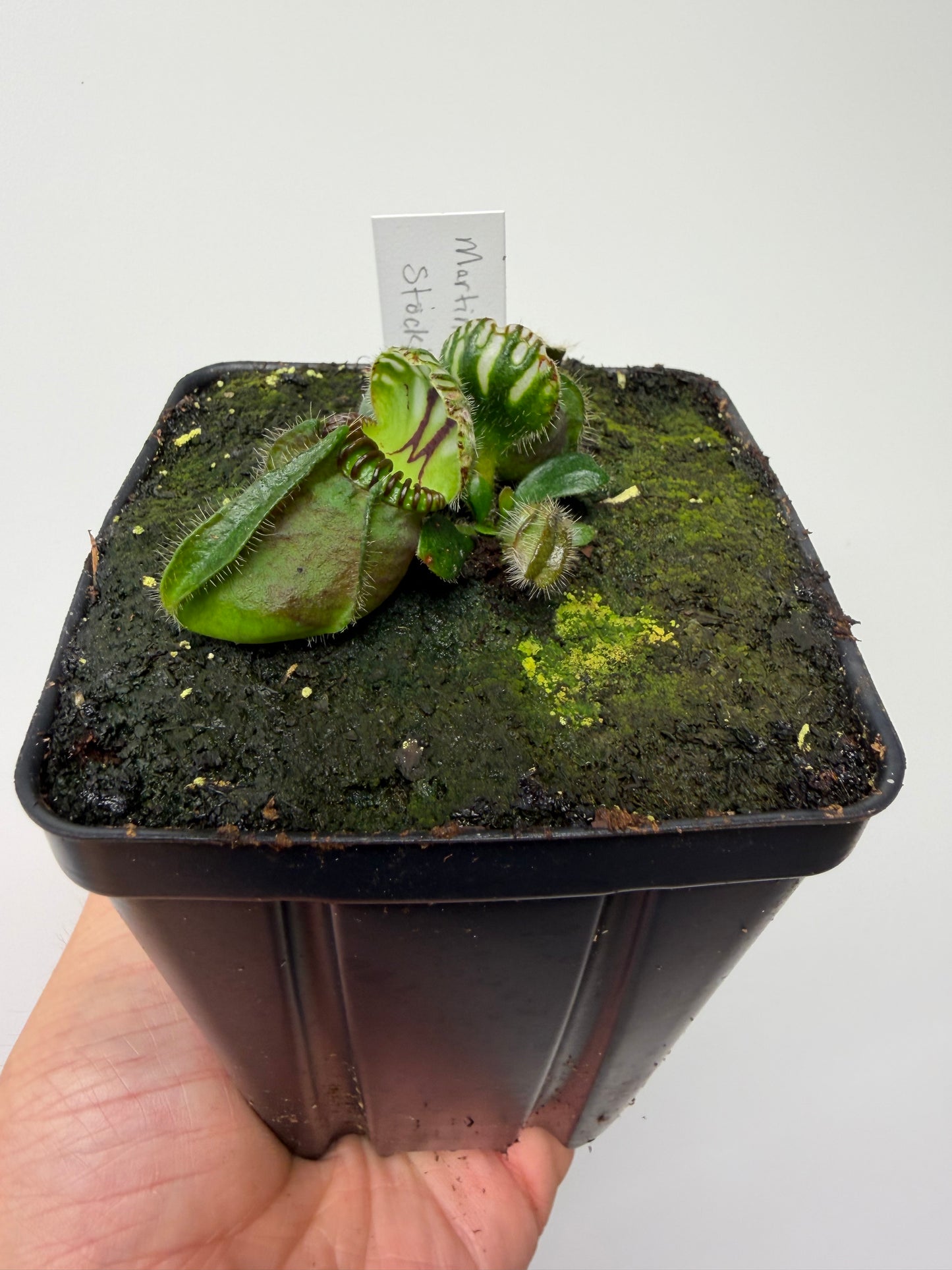 Cephalotus follicularis “Martin Stöckl”