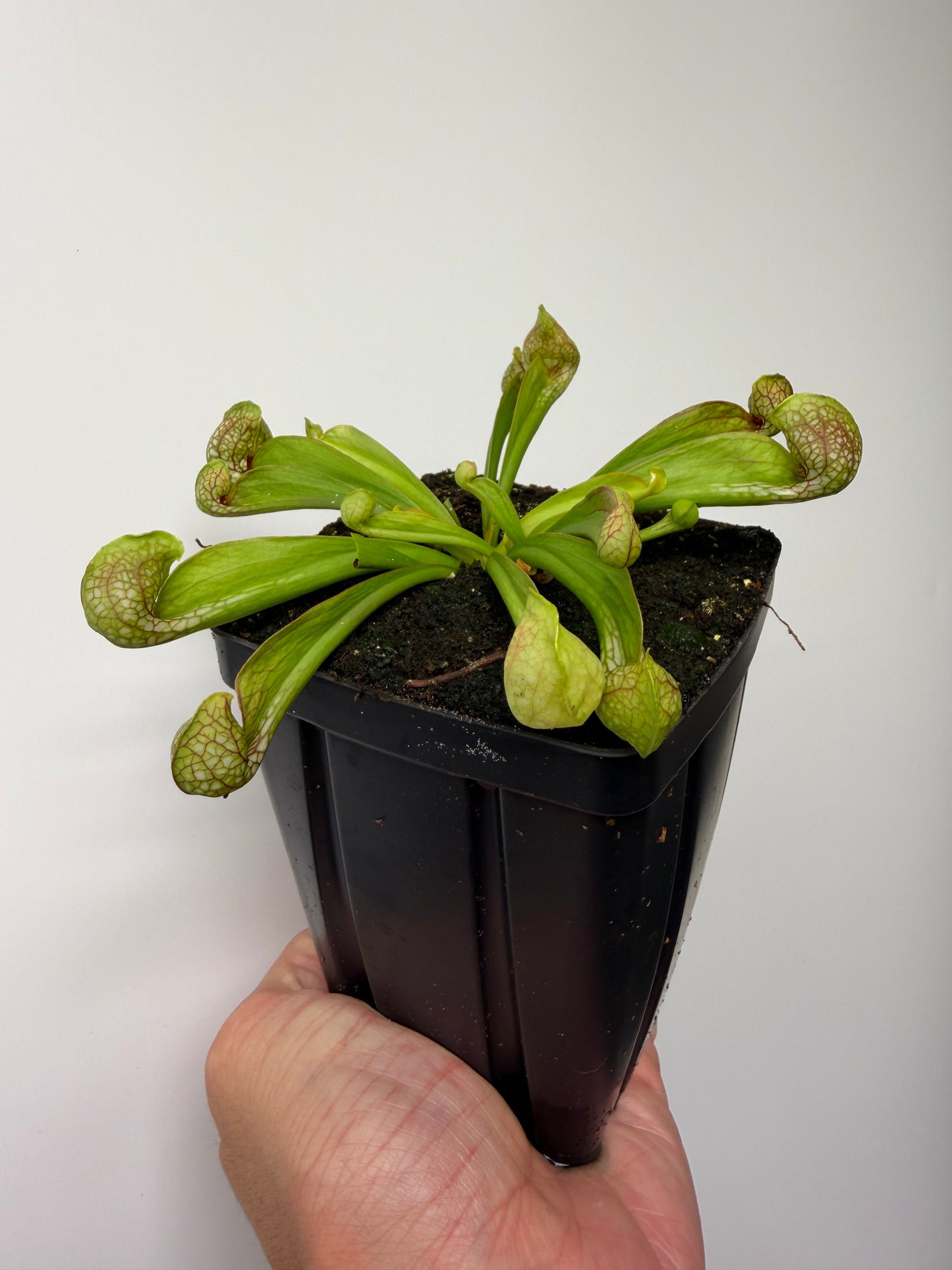 Sarracenia psittacina - “Turkey Hen Creek” - Seed Grown (2)