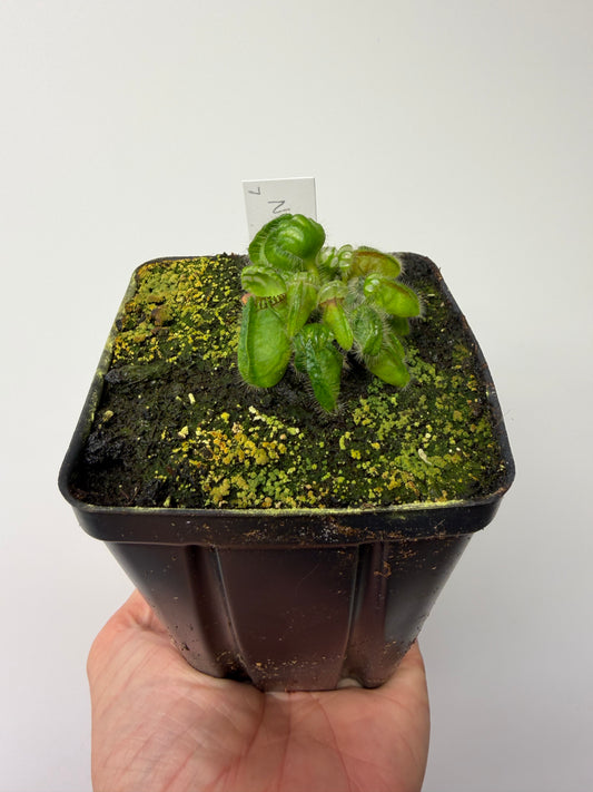 Cephalotus follicularis “Norma” #7