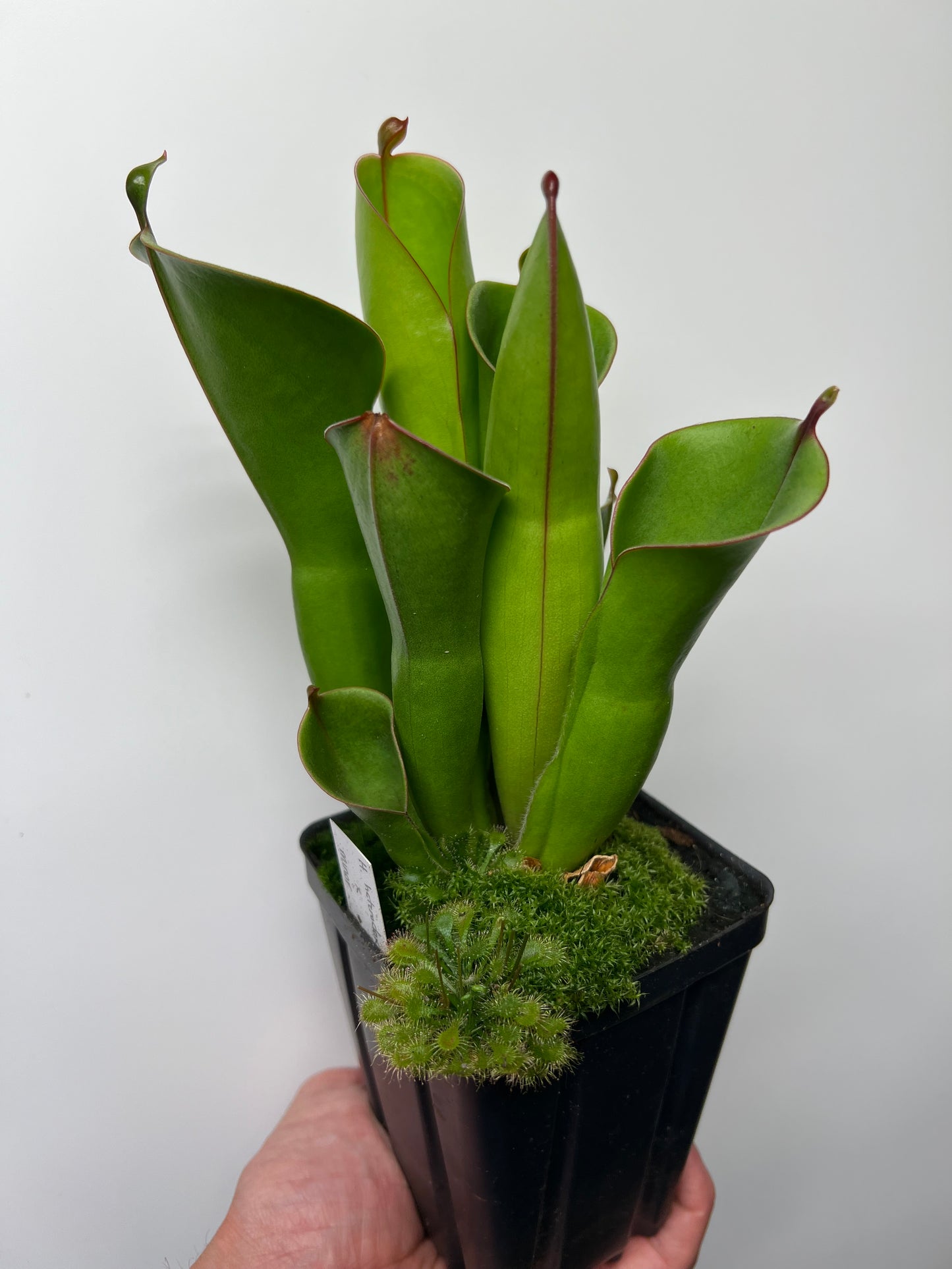 Heliamphora heterodoxa x minor