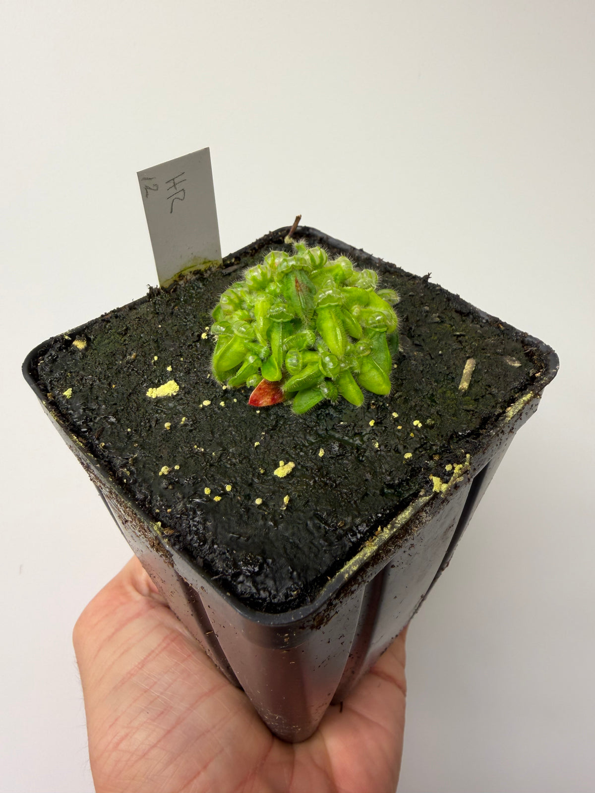 Cephalotus follicularis “Hampshire Red” #12