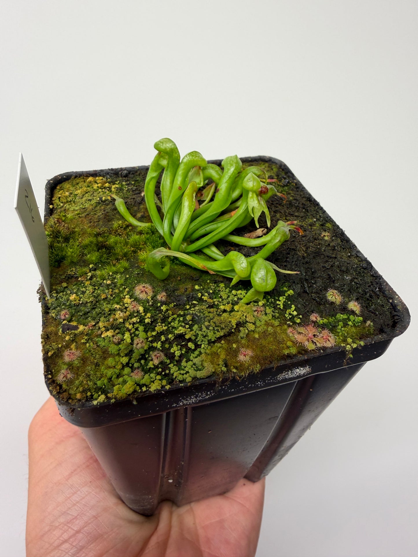Darlingtonia californica (Cobra Pitcher Plant) - Seed Grown #216