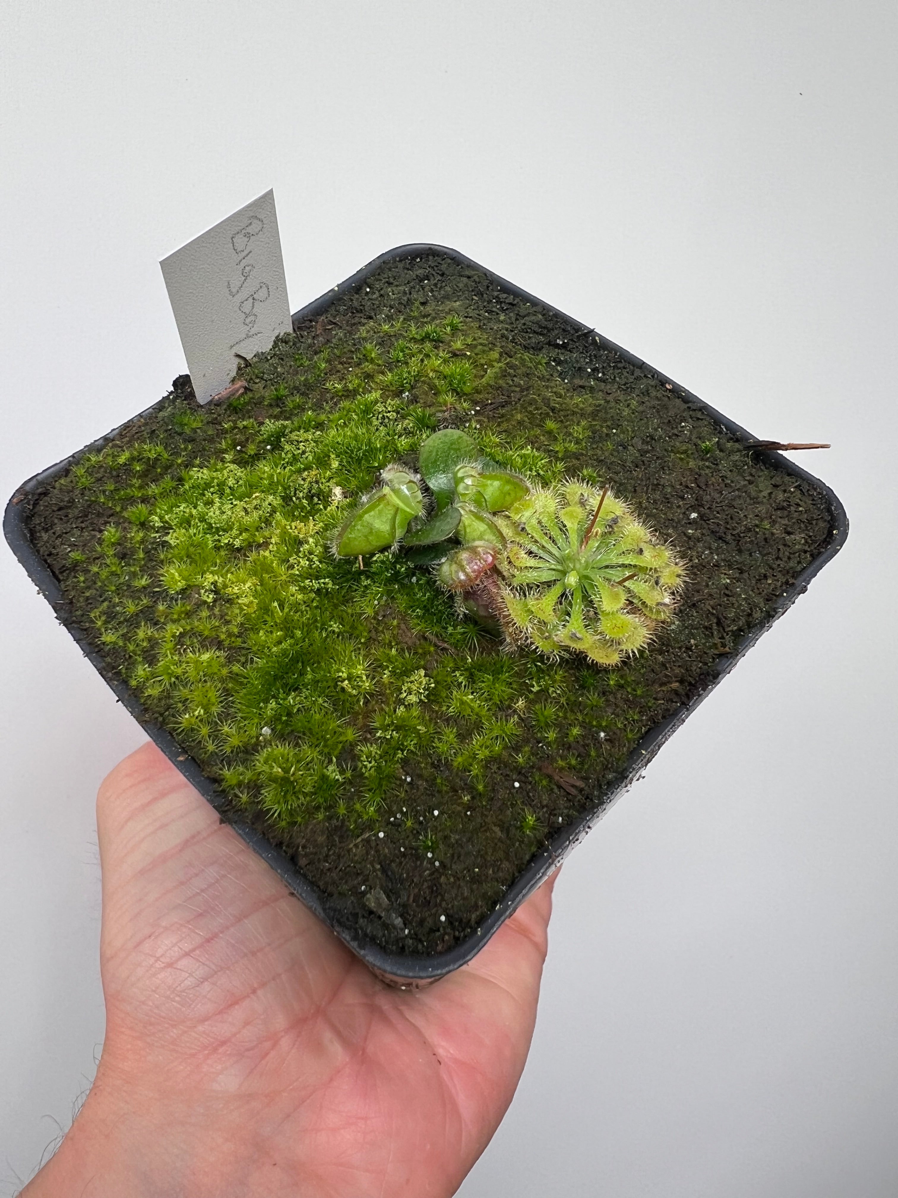 Cephalotous follicularis (Albany Pitcher Plant) – Little Carnivores