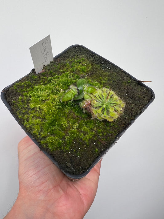 Cephalotus follicularis “Big Boy”