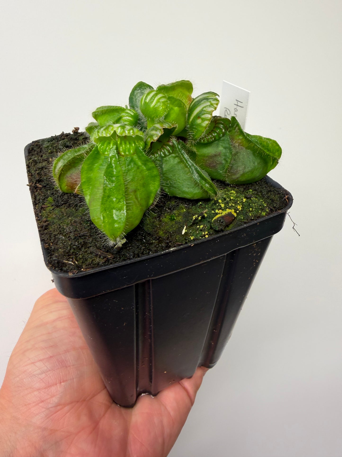 Cephalotus follicularis “Hampshire Red”