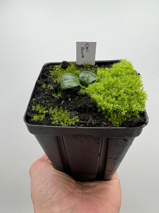 Cephalotus follicularis “Emu Pointe”