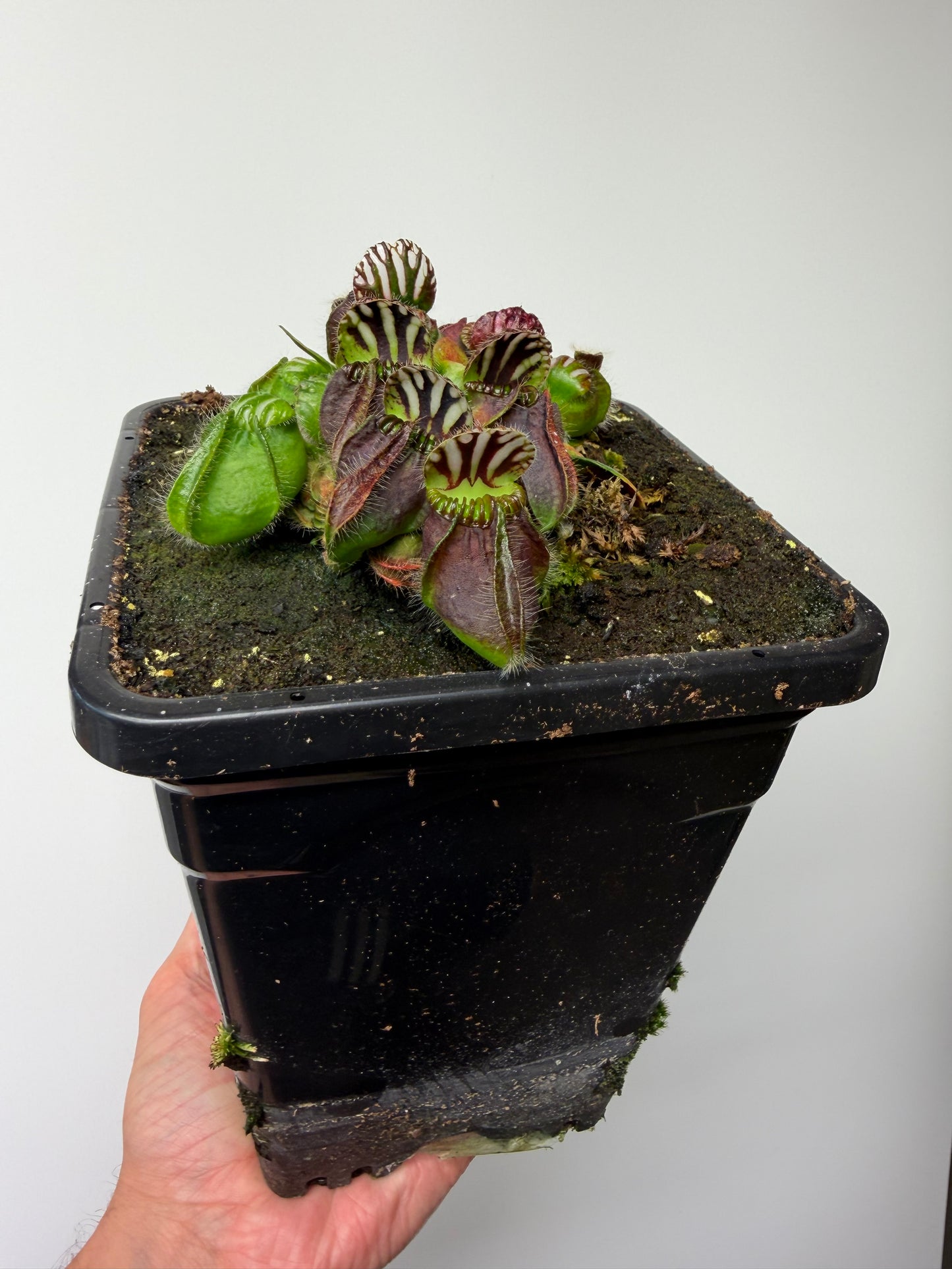 Cephalotus follicularis “Dr. Eberhard König” - 1 Gallon