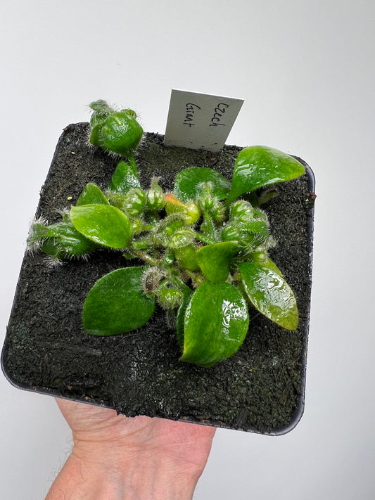 Cephalotus follicularis “Czech Giant”