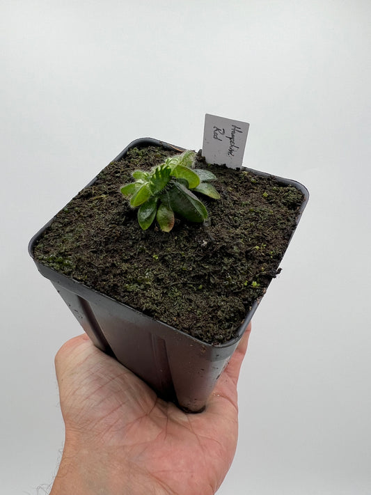 Cephalotus follicularis “Hampshire Red”