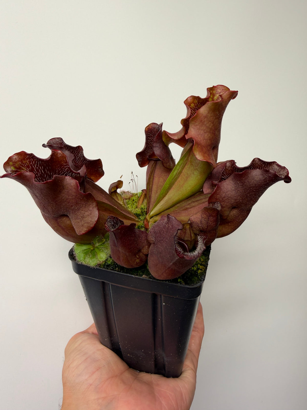 Sarracenia purpurea ssp. venosa (Brunswick Co, NC x Carteret Co, NC)  - Seed Grown #9