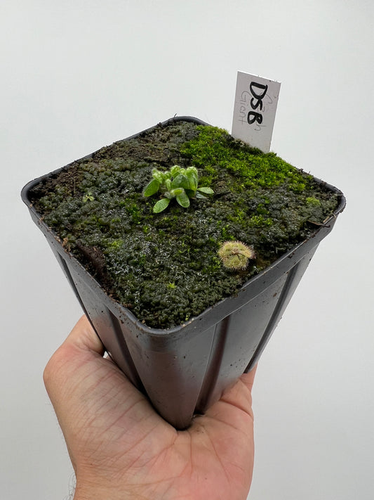 Cephalotus follicularis “David Švarc Black”