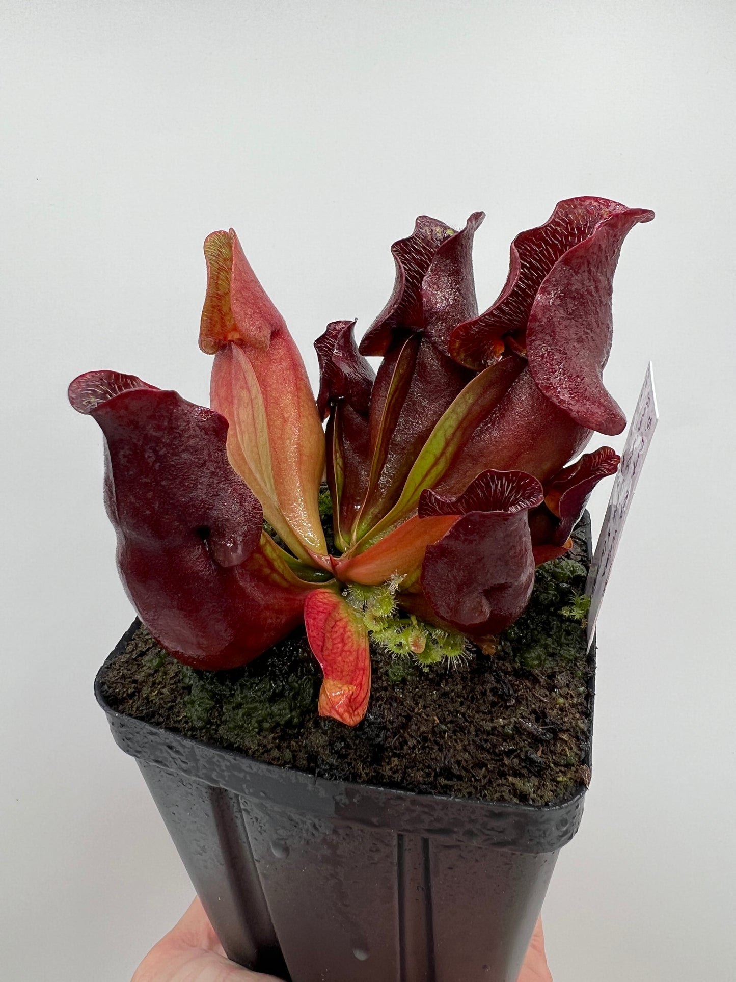 Sarracenia purpurea ssp. venosa (Brunswick Co, NC x Carteret Co, NC)  - Seed Grown #3