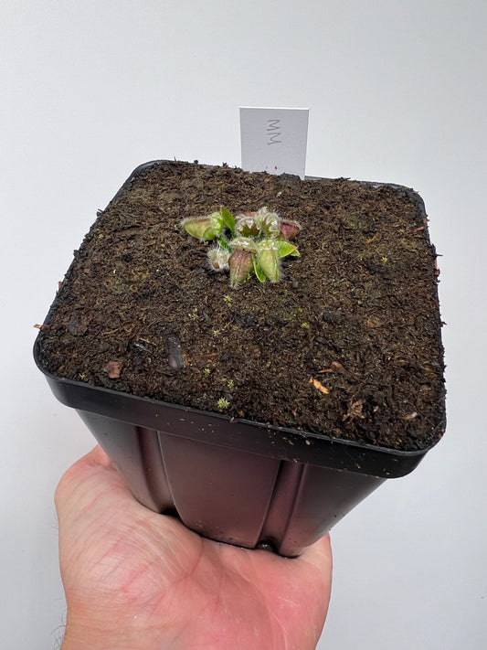 Cephalotus follicularis “Mighty Midget” - *Rare*