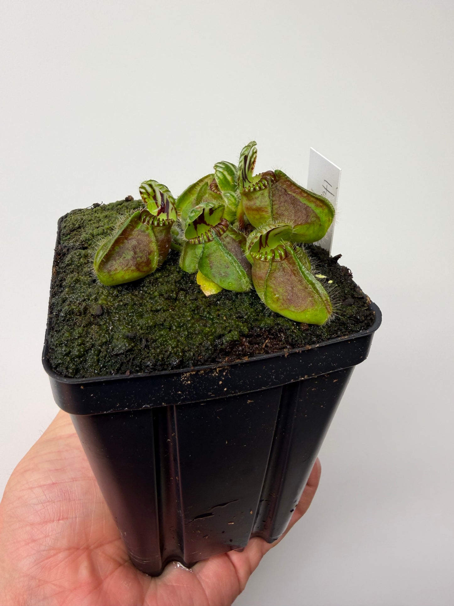 Cephalotus follicularis “Hampshire Red”