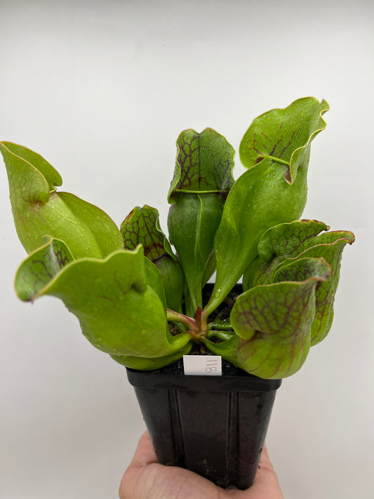 Sarracenia purpurea ssp. purpurea (Centre Co, PA) - Seed Grown #118