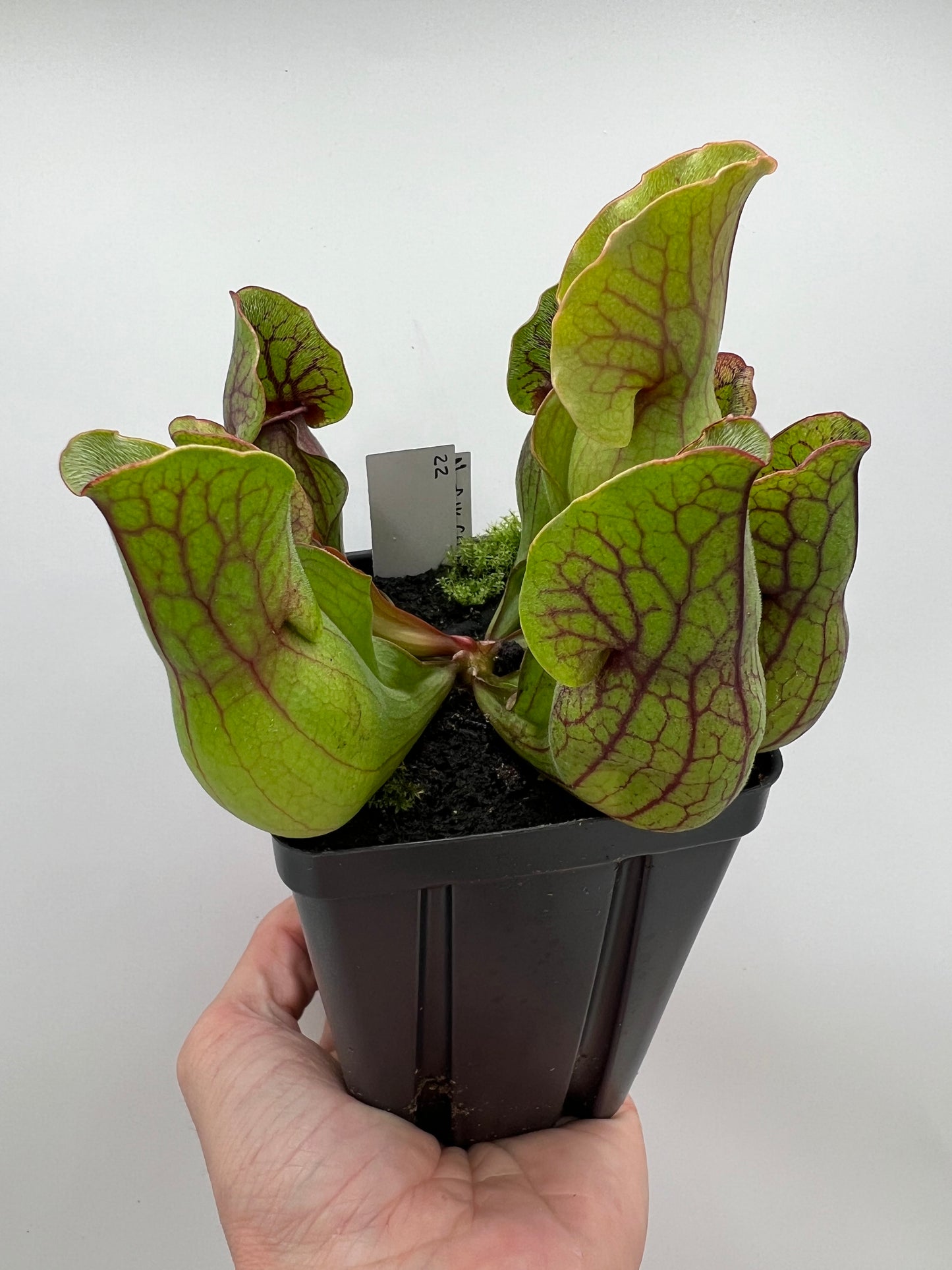 Sarracenia purpurea ssp. purpurea (Norfolk Co, MA) x (Bruce Co, Ontario Canada) - Seed Grown #22