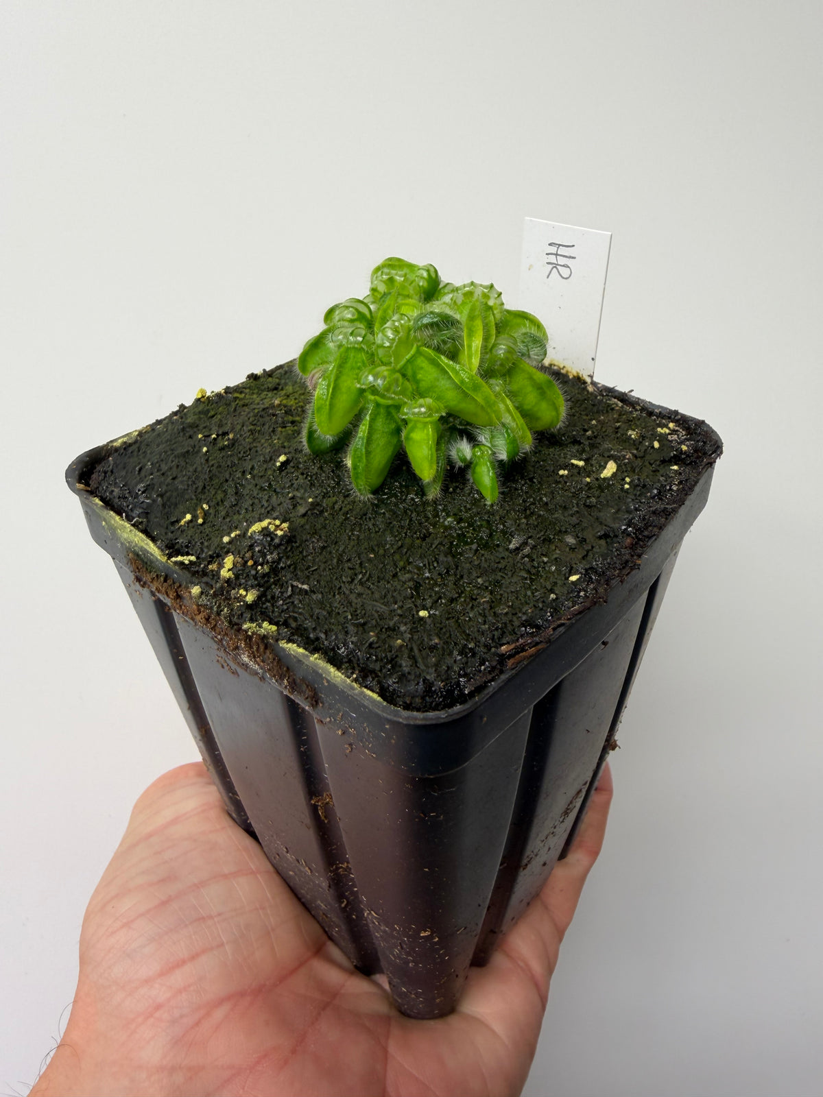 Cephalotus follicularis “Hampshire Red” #11