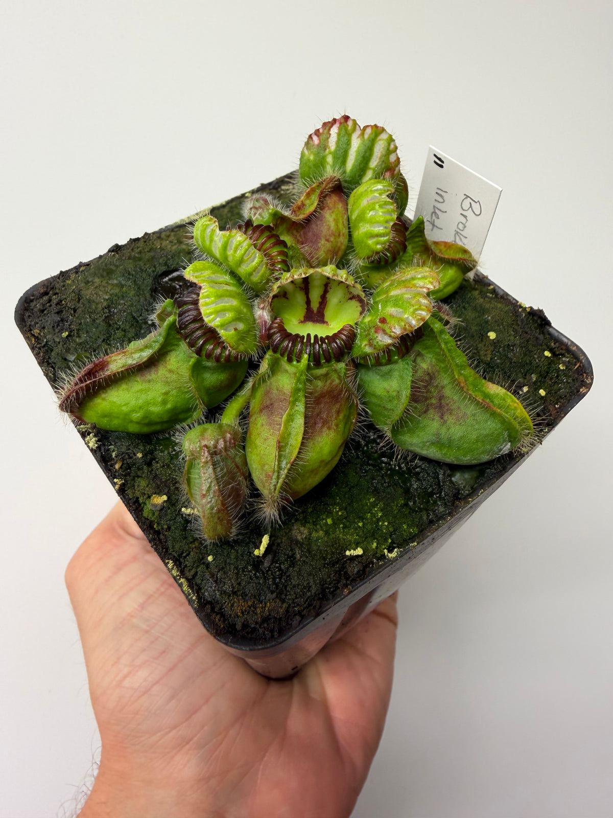 Cephalotus follicularis “Broke Inlet” #11