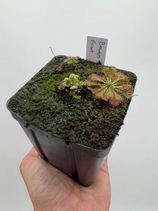 Cephalotus follicularis “Brewers Giant”