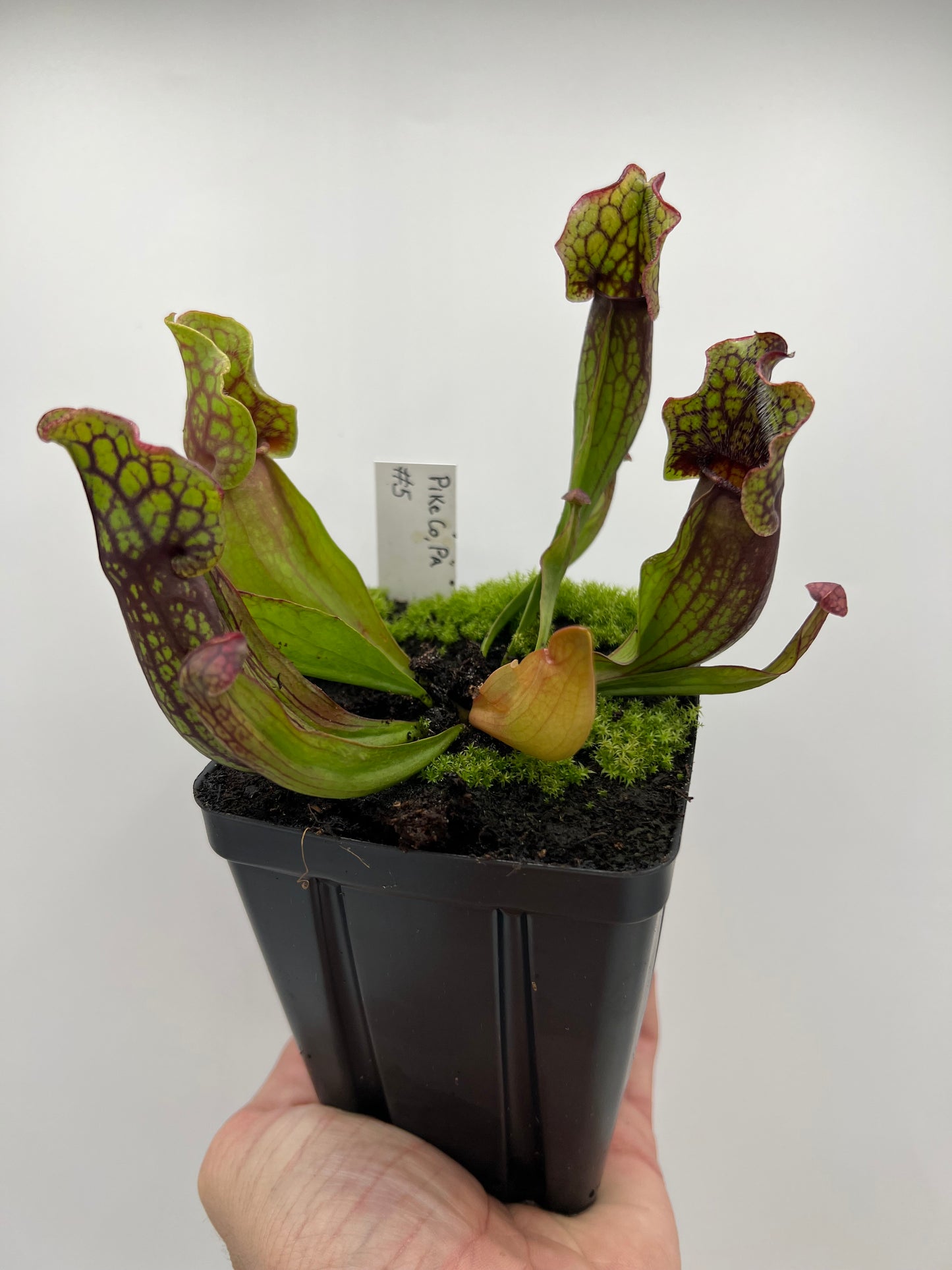 Sarracenia purpurea ssp. purpurea (Pike County, PA) - *Rare* - Seed Grown #5