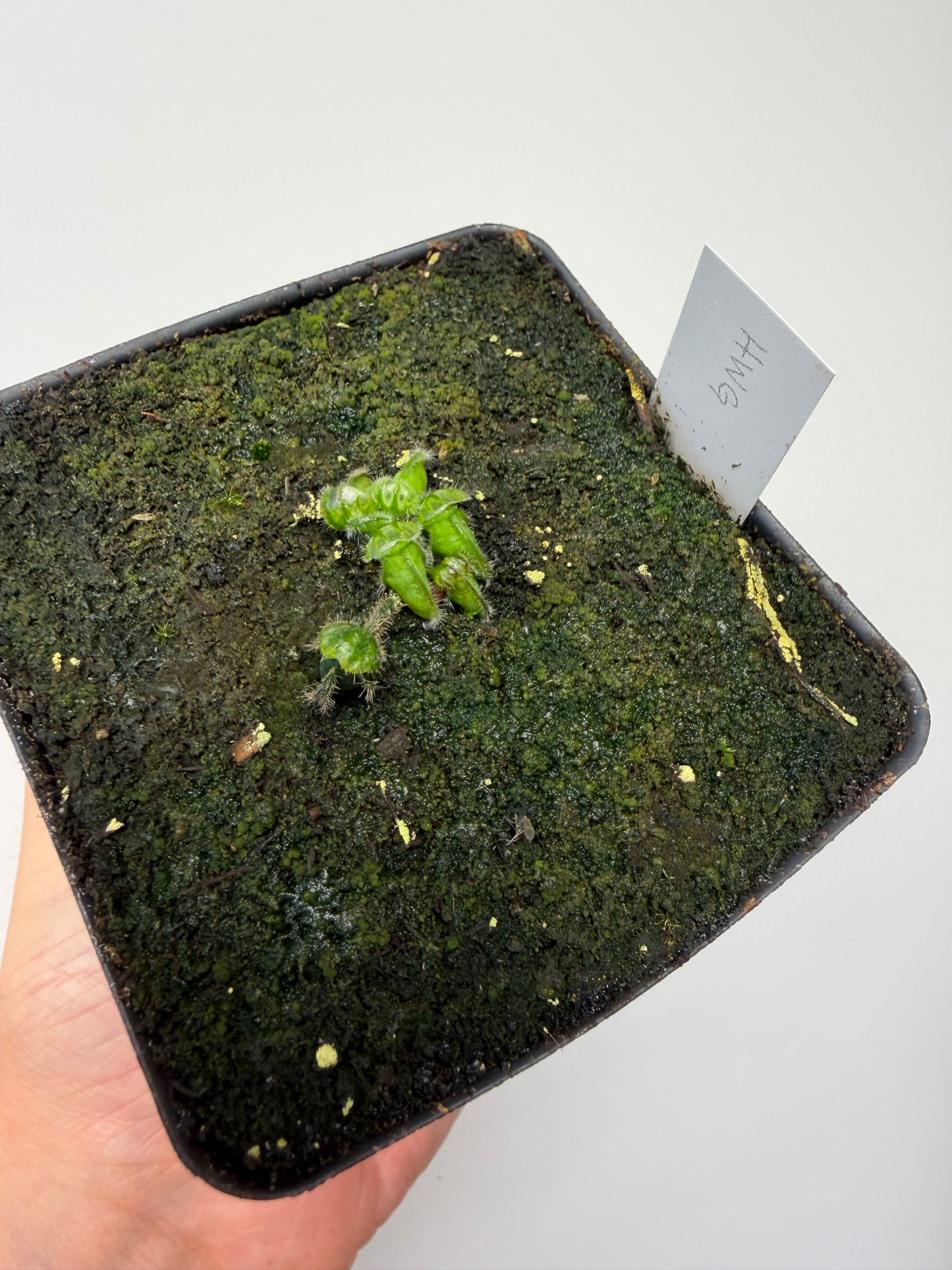 Cephalotus follicularis “Harald Weiner Giant” (aka True Giant) - *Rare*