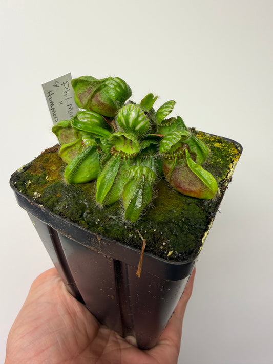 Cephalotus follicularis “Phil Mann” x “Hummers Giant” #4