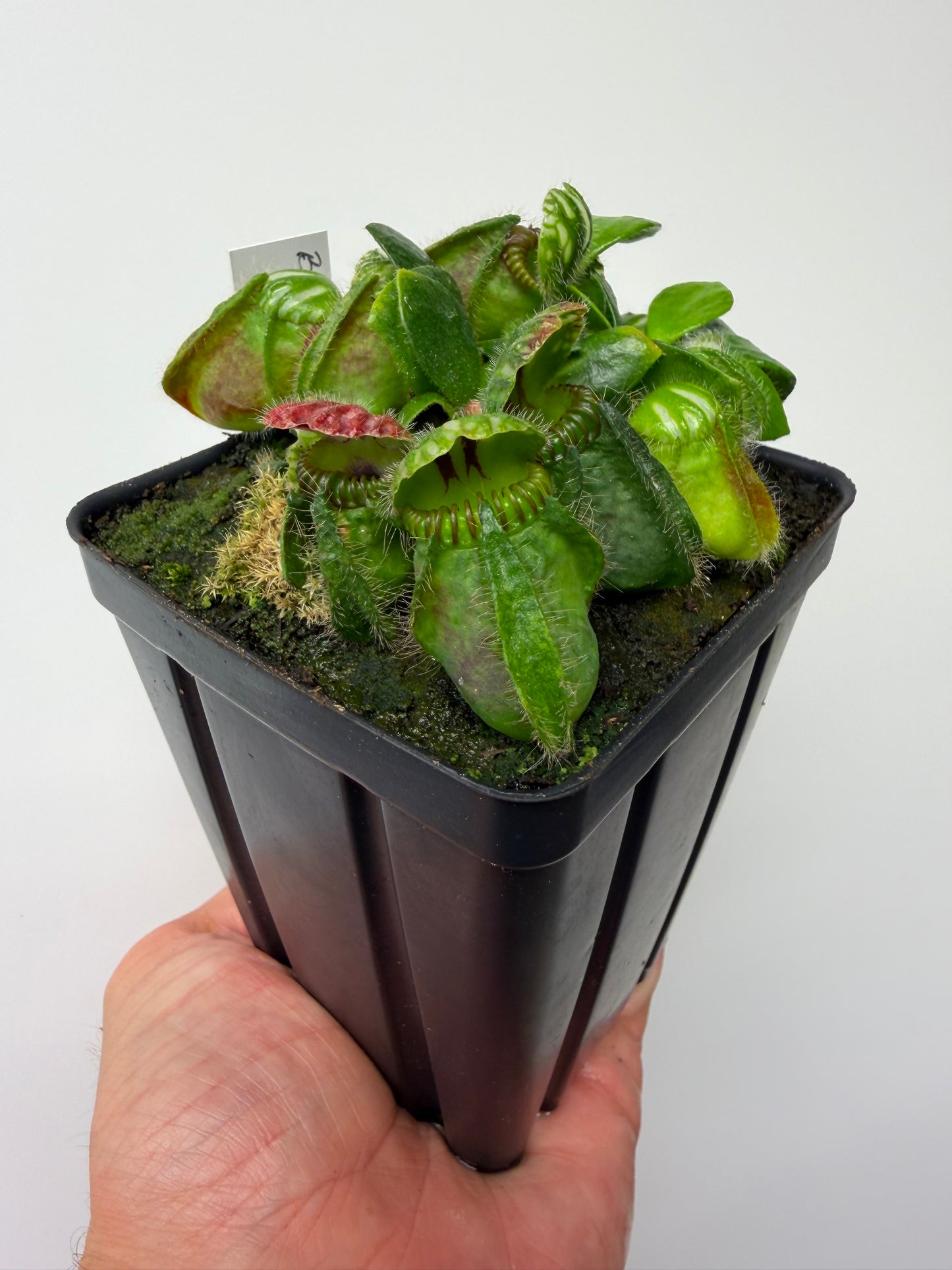 Cephalotus follicularis “Brewers Beauty” x “Brewers”
