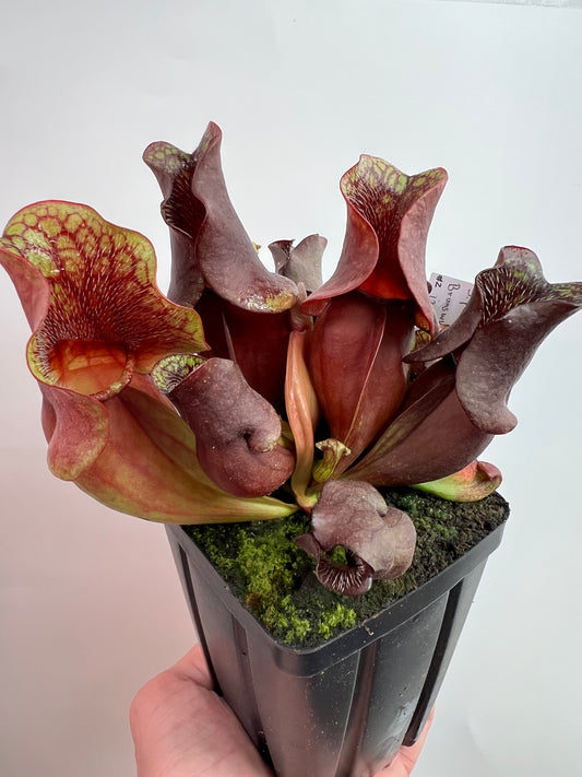 Sarracenia purpurea ssp. venosa (Brunswick Co, NC x Carteret Co, NC)  - Seed Grown #2