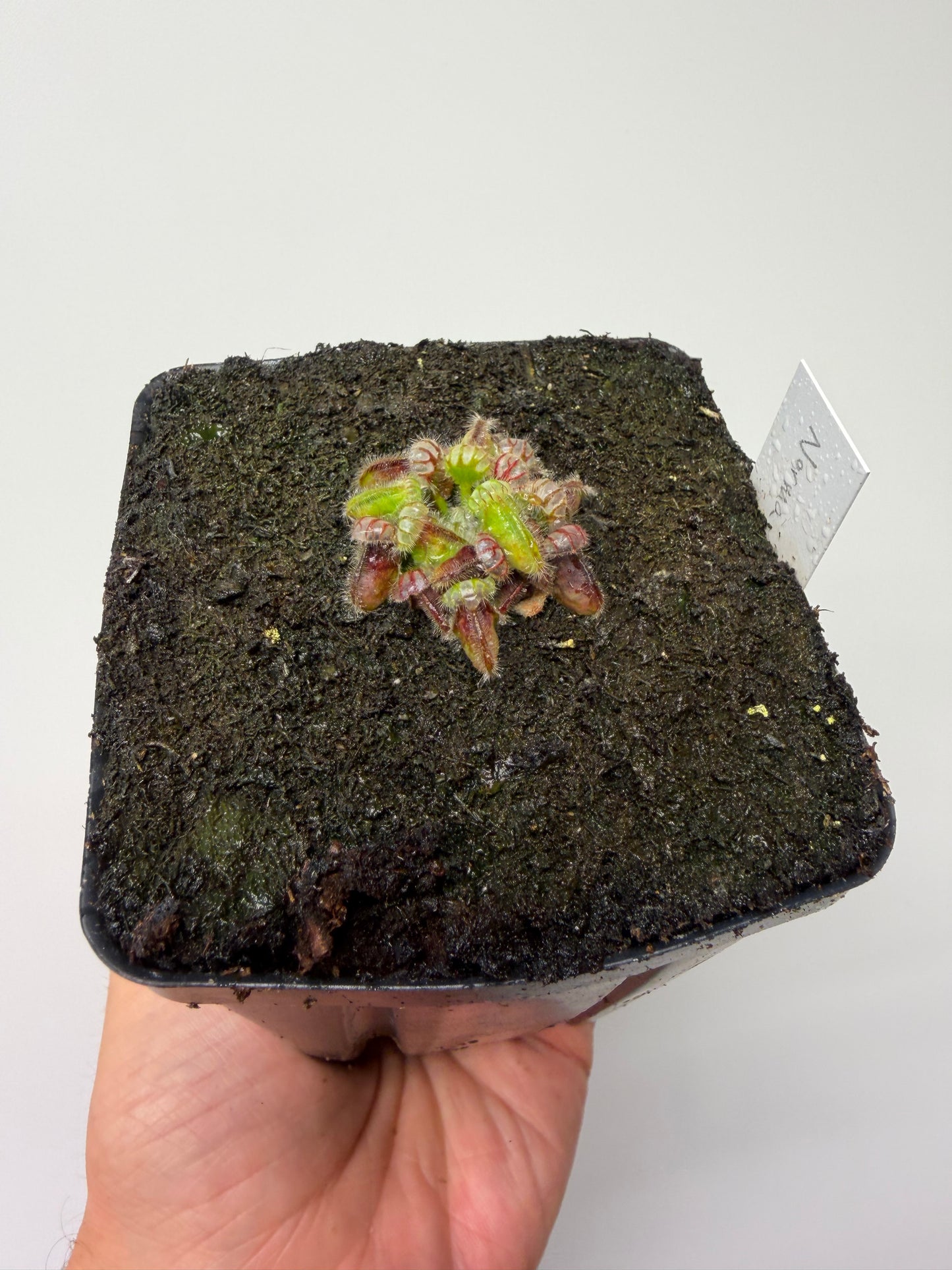 Cephalotus follicularis “Norma”