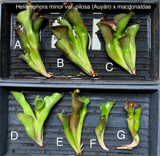 Heliamphora minor (Auyán) x macdonaldae - Fresh Divisions